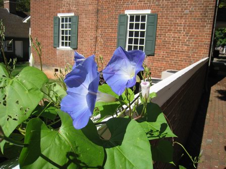 Beautiful Flower in Old Salem