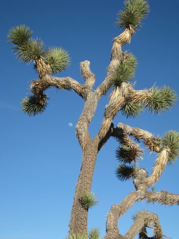 Pioneertown