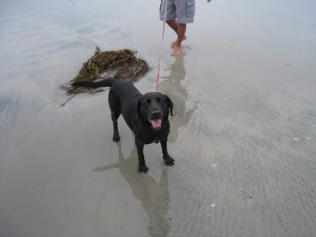 Blackie at Del Mar Dog Beach